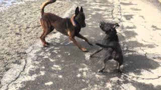 Dog Aggressive Pit Bull Socialization Progress  Dog Training in Buffalo NY [upl. by Desiri220]