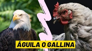 REFLEXIÓN  ÁGUILA O GALLINA  LA DECISIÓN ES TUYA [upl. by Jadd]