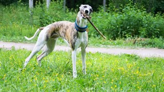 Amazing Tricks You Can Teach Your Whippet [upl. by Yllen983]