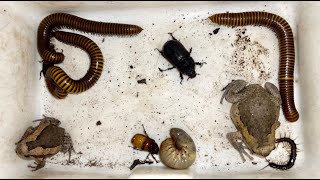 Hunting Small Centipedes and Giant Millipedes with Larva Beetles and Bullfrogs Attractive insects [upl. by Eehsar999]