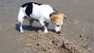 Schillig Nordsee Hundestrand [upl. by Ahsem]