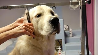 Grooming Guide  How to Groom a Golden Retriever 45 [upl. by Pippa688]