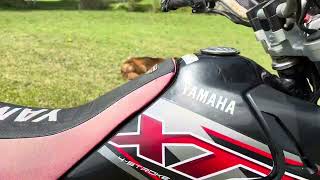 VENDO YAMAHA XTZ 125  año 2017 [upl. by Nannie143]