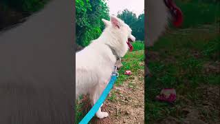 Tumo khusiro prothomo odia song lucky dogs doglover foryou shorts viralvideo [upl. by Reitman]