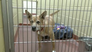 Cheyenne Animal Shelter Waives Adoption Fees this November [upl. by Nnahgaem]