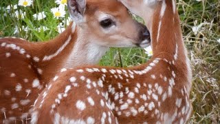 ‧₊˚ ⋅⛪️ forwards beckon rebound  adrianne lenker x echo and sparkles‧˚🦌 [upl. by Arrakat925]