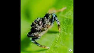 Micro Photography by Bhaskar Wadhwa  Creative Hut Photography Institute Kerala [upl. by Aisemaj]