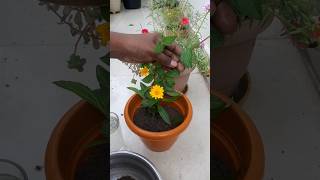 How to Grow Wedelia Plant  Creeping Daisy  Singapore daisy🌼 shorts gardening garden reels [upl. by Anderson]