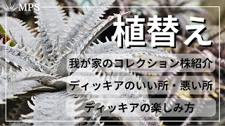 【ディッキア】植替え。コレクション株の紹介と土の作り方やいい所悪い所上手な楽しみ方など。 [upl. by Erdah]