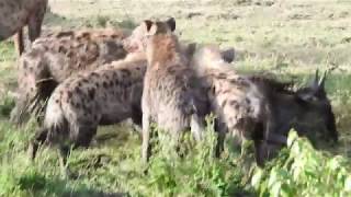 Spotted hyenas hunting a young wildebeest [upl. by Ihculo]