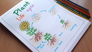 How to draw plant life cycle diagram  Easy plant life cycle diagram step by step  artYo [upl. by Nosduh]