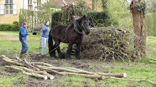 Pollarding willows at the Hanswijckhoeve with Gloria 2024 [upl. by Nwahsyd162]