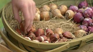 How to Grow Spring Bulbs  Mitre 10 Easy As Garden [upl. by Negah]