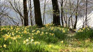 Wordsworths Daffodils KWPmp4 [upl. by Latona]