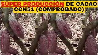 CACAO SÚPER PRODUCCIÓN DE CACAO CCN51💰 MÉTODO COMPROBADO [upl. by Eudo]