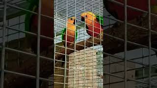 Jenday conure playing time jendayconureaviary birdspalakkad [upl. by Reyaht]