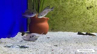 Lake Tanganyika HD Xenotilapia bathyphilus blue lips [upl. by Darius]