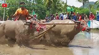 BERAPAN KERBAU DESA TELAGA BARU PENONTONNYA RAMEH SEKALI DI KELILINGI PERBUKITAN YG INDAH [upl. by Cirdla]