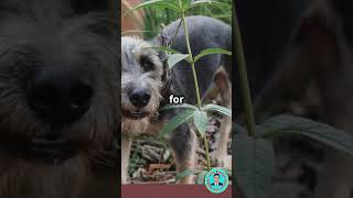 Why Do Puppies Eat Grass 🐶🌿 shorts puppy healthydiet pets [upl. by Margherita]