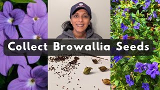 How To Collect Amethyst Flower Browallia Bush Violet Seeds [upl. by Berny]