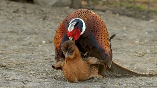 Pheasant breeding Chickens re upload [upl. by Corey]