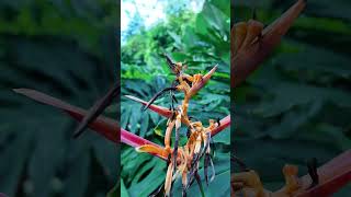 극락조화 아닌가 헬리코니아 프시타코룸 생강과 Heliconia psittacorum 서울식물원 amp 사진찍으면 PictureThis어플 소개 [upl. by Goodrow]