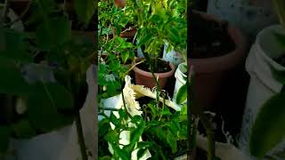 how to grow vegetable plants at terrace garden nature plants ytshorts [upl. by Ahsak]