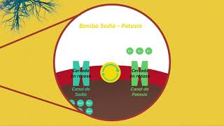 02 POTENCIAL DE REPOSO NEURONAL [upl. by Arratal704]