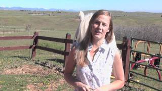 Beginner Horse Training Basics [upl. by Juieta]