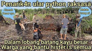 VIRAL PENAR1KAN KELUAR NYA ULAR PYTHON RAKSASA DARI LOBANG BATANG KAYU DI KEBUN WARGA SEMUA HEBOH [upl. by Anifled]