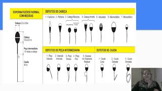 Espermograma [upl. by Otreblaug]
