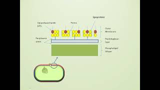 Bacterial Cell Wall Structure Gram Positive vs Gram Negative [upl. by Timon]