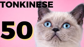 50 interesting facts about Tonkinese cat  Tonkinese Everything you need to know [upl. by Lehman]