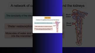 VASA RECTA LOOP OF HENLE COUNTERCURRENT KIDNEYS kidney water physiology cellbiology cell [upl. by Trauner]