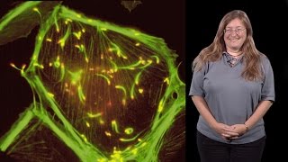 Julie Theriot Stanford HHMI 1 Protein Polymers Crawling Cells and Comet Tails [upl. by Nrubua]