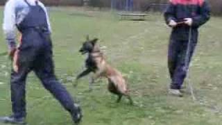 Belgicky ovcak malinois Agir Olbramovicky kvitek [upl. by Johnson]