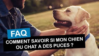 Comment savoir si mon chien ou mon chat a des puces [upl. by Bret]