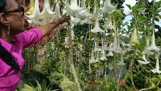 Tips on Growing and Propagating Angels Trumpet Brugmansia [upl. by Marielle]