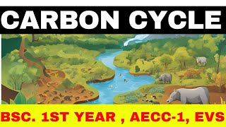 Carbon Cycle ll EVS ll environmental Studies ll bsc 1st year l science aecc1 [upl. by Melisande]