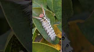 3 Species Catterpillar on Ixora coccinia [upl. by Fallon]