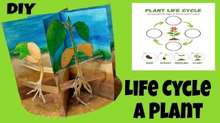 DIY Plant Life Cycle Model  Seed Germination Model Project  Life Cycle of Plant Model Project [upl. by Nesahc816]