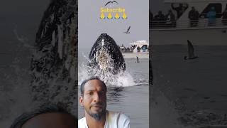 ✅Swimming with Humpback Whales Lunge Feeding Experience ✅ [upl. by Ahsiyk]