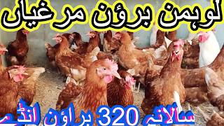 Lohmann Brown Chicken  Lohmann Brown Hens  Lohmann Brown Murghiyan 320 Brown Eggs Yearly [upl. by Sayce]