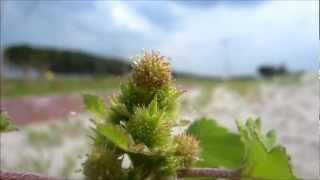 Rough Cocklebur Xanthium Strumarium  20120824 [upl. by Lehcnom732]