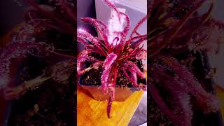 Drosera capensis all red variety [upl. by Halet867]