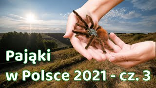 Pająki w Polsce 2021  CZ 3 [upl. by Ainos]