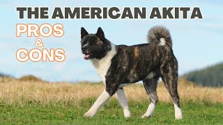 American Akita The Pros And Cons Of Owning One [upl. by Rimola911]