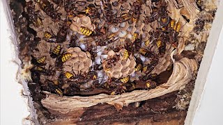 Hornet INFESTATION above YOUR bedroom ceiling Hornet Wasp Nest Removal [upl. by Petuu]