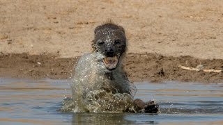 Hyena  Water  Crazy Hyena [upl. by Ynaoj]