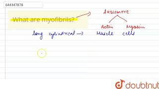 What are myofibrils  12  STRUCTURAL ORGANISATION IN ANIMALS  ANIMAL TISSUES   BIOLOGY  A [upl. by Mitzi]